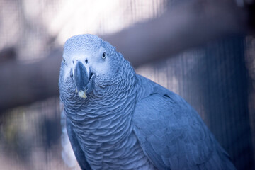Fototapeta premium this is a close up of an African grey parrot