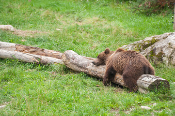 Bear resting in the pyrenees mountains in Spain. 