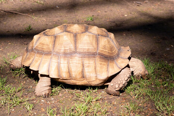 Aldabras Tortoises are one of the world's largest land tortoises