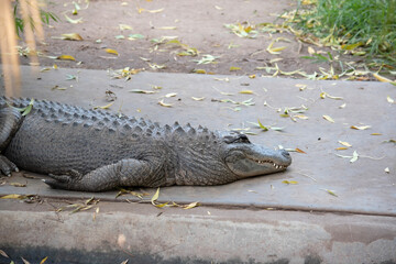 Alligators have a long, rounded snout that has upward facing nostrils at the end. Alligators have a long, rounded snout that has upward facing nostrils at the end.