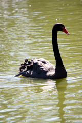 the black swan has black feathers edged with white on its back and is all black on the head and neck.
