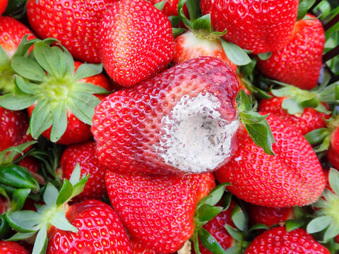 moldy, strawberry, powdery, mildew, moldy strawberry, powdery mildew, rot, rotten, strawberries, garden, mold, plant, food, fruit, mouldy, red, waste, natural, mould, culture, organic, spore, berry.