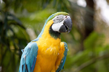The blue and gold macaws forehead feathers are green. Wing feathers are blue with green tips;...