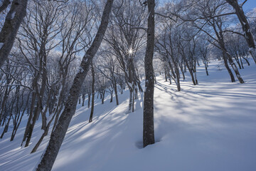 冬の森に射す太陽