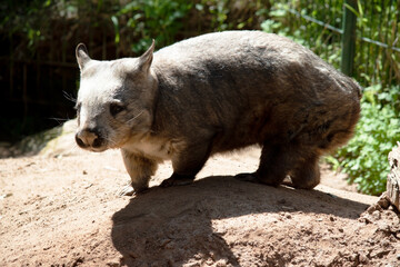 The Common Wombat has a large nose which is shiny black, much like that of a dog. The ears are relatively small, triangular, and slightly rounded.