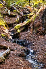 Garberville, United States - February 2020: a small stream finds its way in the redwoods with giant sequoia trees around