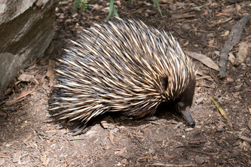 the echidna is walking around looking for ants to eat