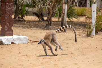 Cute brown lemur (Eulemur fulvus) with orange eyes. © Elena