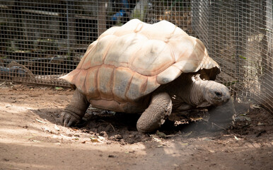 Aldabra giant spurred tortoises are mainly active during the early morning and in the late evening...