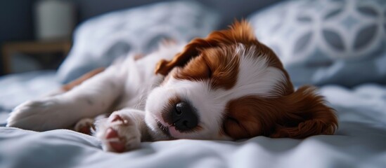 Sleeping and resting in the bedroom, an adorable brown and white puppy dog is tired.