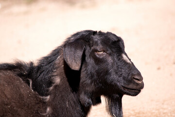 Fototapeta premium goats are herbivores, which means that they eat plants like grass and grain.