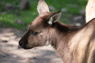 the kangaroo-Island Kangaroo has a brown body with a white under belly. They also have black feet and paws