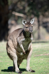 Naklejka na ściany i meble the kangaroo-Island Kangaroo has a brown body with a white under belly. They also have black feet and paws