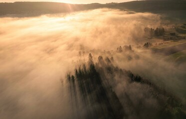 Individual trees break through the fog over the forest at sunrise, Calw, Black Forest, Germany, Europe
