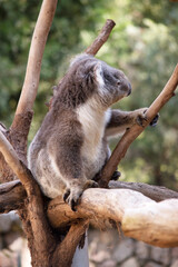 the Koala has a large round head, big furry ears and big black nose. Their fur is usually grey-brown in color with white fur on the chest, inner arms, ears and bottom.
