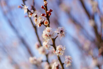Flowers and flowering trees in early spring. Spring background with copy space