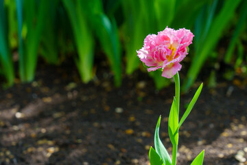 Flowers in a flower bed tulips. Greening the urban environment. Background with selective focus