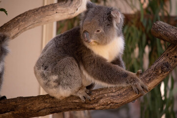the Koala has a large round head, big furry ears and big black nose. Their fur is usually grey-brown in color with white fur on the chest, inner arms, ears and bottom.