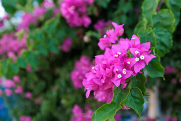Beautiful blooming exotic trees. Background with selective focus and copy space