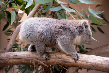 the Koala has a large round head, big furry ears and big black nose. Their fur is usually grey-brown in color with white fur on the chest, inner arms, ears and bottom.