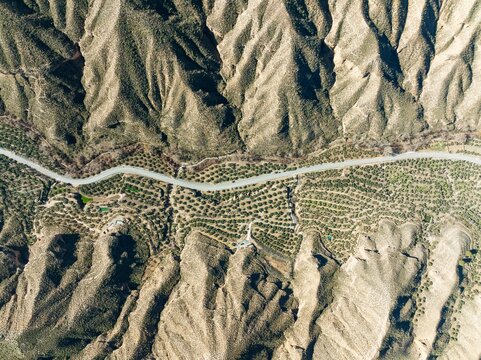 The Gor river valley is grown with cultivated olive trees (Olea eropaea), aerial view, drone shot, Gorafe Desert, UNESCO Granada Geopark, Granada province, Andalusia, Spain, Europe
