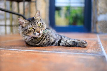 The cat is resting on the threshold of the house. Background with selective focus and copy space