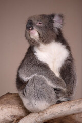 the Koala has a large round head, big furry ears and big black nose. Their fur is usually grey-brown in color with white fur on the chest, inner arms, ears and bottom.