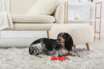 Cute cocker spaniel with toy lying on fluffy carpet in living room