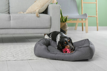 Cute cocker spaniel with toy on pet bed in living room