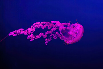 Fuorescent jellyfish swimming underwater aquarium pool with pink neon light. The South American sea...