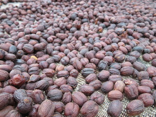 coffee cherries drying