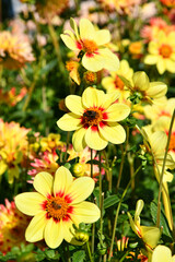 blühende Dahlie