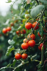 Obraz premium A picture of a bunch of tomatoes growing on a tree. Suitable for gardening or organic farming themes