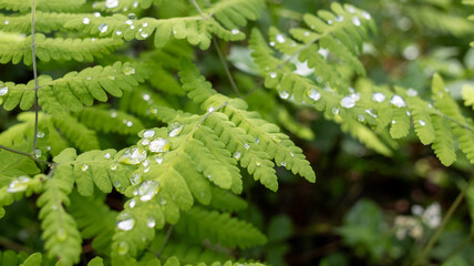 water droplets on green ferns