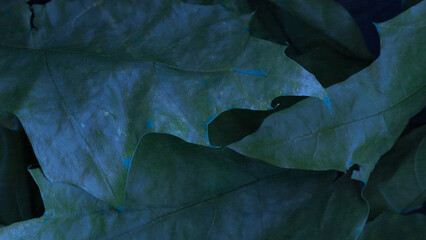 Closeup nature view of dark blue leaf  background. Colors of the winter leaves. Flat lay, dark...