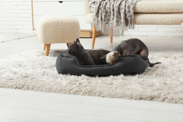 Cute small Yorkshire terrier dog and British cat in pet bed at home