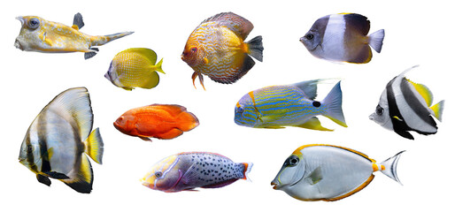 Tropical colorful fishes collection isolated on white, transparent background, PNG. Set of...