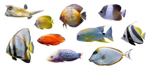 Tropical colorful fishes collection isolated on white, transparent background, PNG. Set of different aquarium fish, undersea life, aquatic organism, pet.