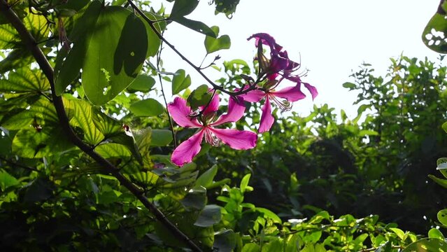 Magenta Kanchan or Baunia varigata flowers are swaying in the spring wind. Flower backgorund. 