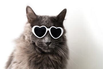 Cute funny gray fluffy cat sitting in heart-shaped sunglasses. Pets that look like humans....