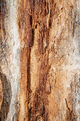 Old Tree log