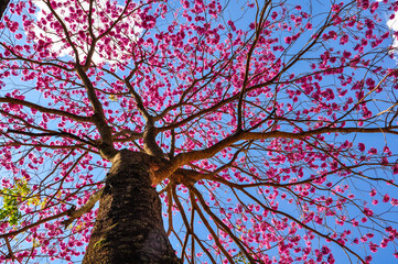 tree and sky Ype