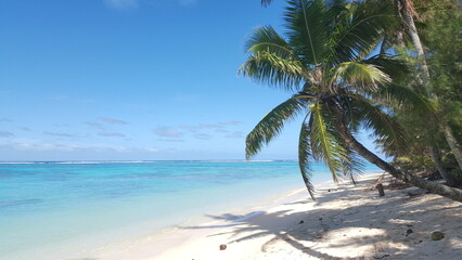 Fototapeta na wymiar Rarotonga coconut palm paradise beach white 