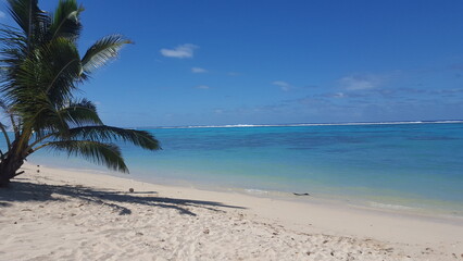 Rarotonga coconut palm paradise beach white 