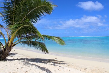 rarotonga island beach sand like paradise with big palm