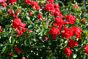 Blühender Rosenstrauch