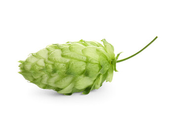 Fresh hop on white background