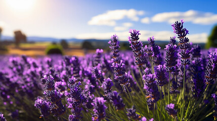 Obraz premium Summer Lavender Fields under a Clear Blue Sky - A Quintessential Display of Floral Elegance and Serenity