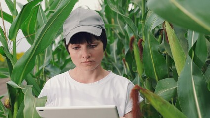 Farmer business woman in corn field, uses tablet computer. Modern digital technologies in agriculture, business. Woman farmer with digital tablet works in corn field. Harvest in field in autumn, food