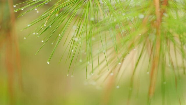 Pine Tree Needles After Rain With Water Drops. Pine Branch With Green Needles. Bokeh.